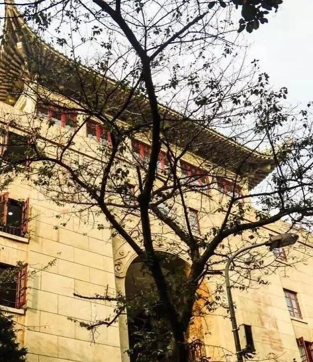 破圈！武汉大学彻底敞开校门，武汉这座城市的格局，藏不住了！